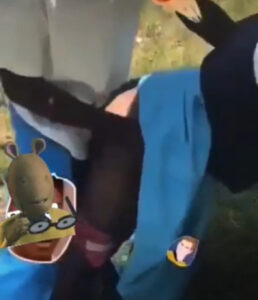 High school teen girl bend doggy in the bush for classmate